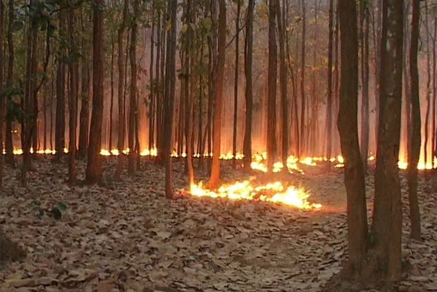 Forest Fires In North India A Man Made Disaster Newsclick